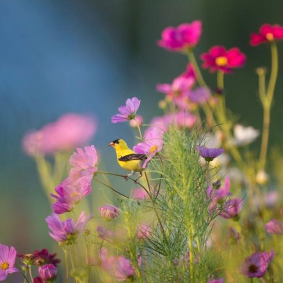 Fugl i blomster