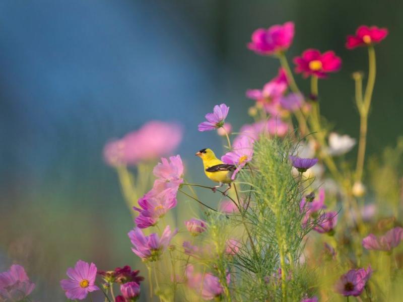 Fugl i blomster