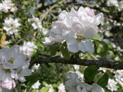 Blomster på træ