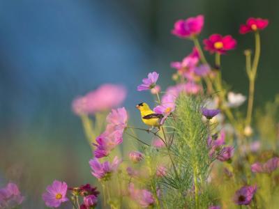 Fugl i blomster